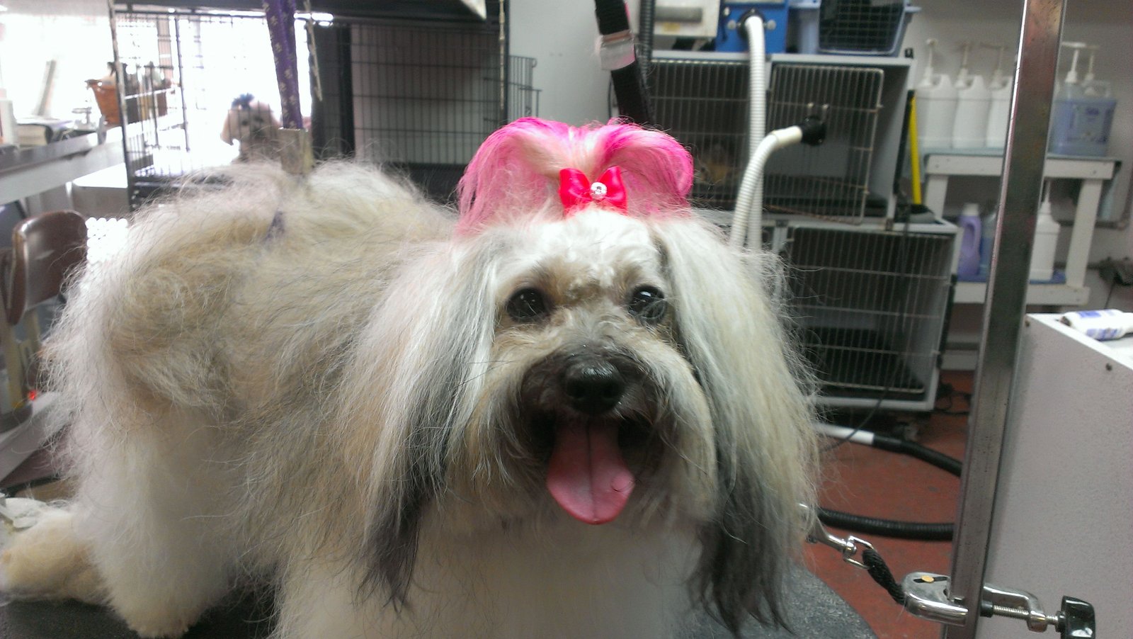 A freshly groomed dog at Groomingdale's Pet Salon