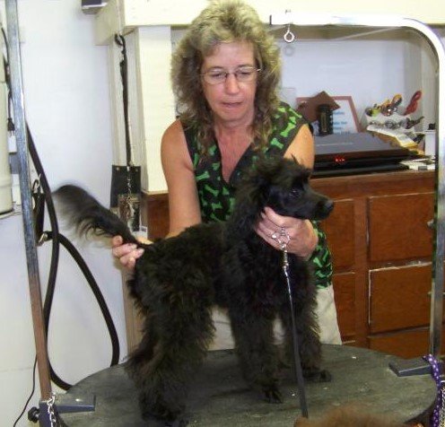 Teresa Thomas grooming a black poodle